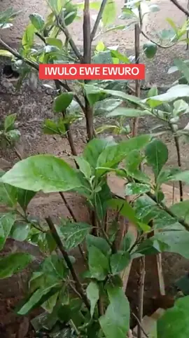 Eyonu awon agba, Asina, Afare #yorubatiktok #herbalmedicine #naturalremedy 