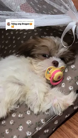 Replying to @TUSOK ULO lowbat nanaman ang batang dragon🤧 i woof uuuuuu🐾🥰 #babydragon #shihtzu #dogsoftiktok 