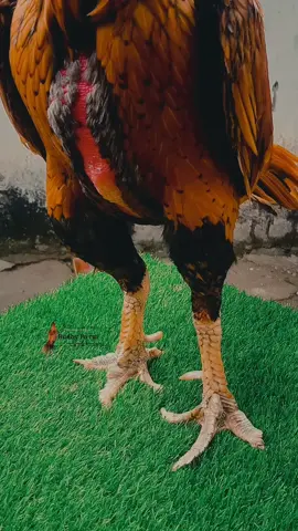 ayam Bangkok ekor lidi sisik buaya #ayambangkokindonesia #fypシ 