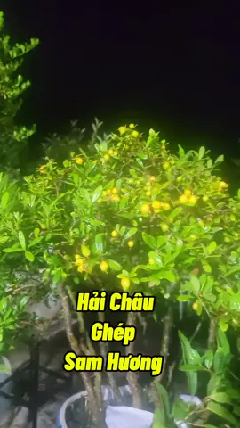 Hải Châu Chơi Mini #caymini #cayhaichau #kichhoa #cachumamhoa #cachlamqua #chamsoccaytrong #kythuatcaytrong #trongcay #caytrongchau #namxelan90 