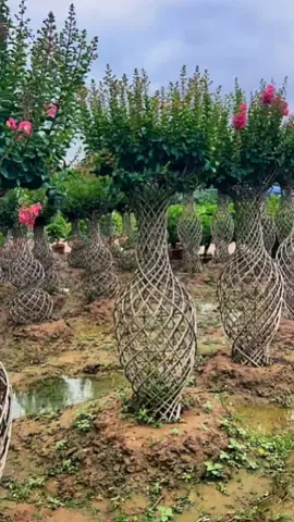Cara pintar petani Cina membuat tanaman bonsai yang bisa mahal harganya #fyp #trending #viral #reels #shorts #vod #fbpro #facebookpro #pemula #pertanian #agriculture #farming #perkebunan #kebun #gardening #garden #harvesting #bonsai #bonsaitaman 