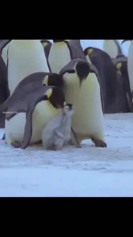 #penguin #orphan #babypenguin #fypp #fy #fyp #fypppppppppppp 