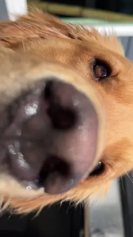 Can you tell the difference???  #pet #pets #petstagram #petsofinstagram #petsofig #puppy #puppylove #puppylife #puppygram #puppyoftheday #puppyofinstagram #puppies #puppiesofinstagram #puppiesofig #puppiesofinsta #dog #dogsofinstagram #dogs #dogoftheday #doglover #retriever #retrieveroftheday #retrieverpuppy #retrieverpuppies #retrieveraddiction #goldenretriever #goldenretrievers #goldenretrieversofinstagram #goldenretrieverpuppy 