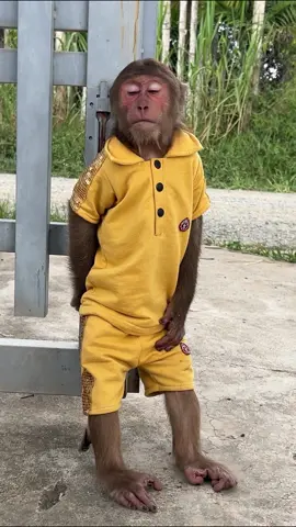 Amazing video cute baby monkey || famous in the world || #monkey #fyp #cute #animal #animals #monkeysoftiktok #uae #mr.monkey  #foryou #funny #monkeys #uk #usa #aus #canada #world #cuteanimal #bestfriend #adorable#monkey #meme #monkeybaby #viral #foryoupage #ape #babymonkey #trending #pets #funnyanimals #wildlife #cute #monkeydluffy #monkeyface #monkey #monkeykiki #monkeybars #monkeybaby #monkeysmart #monkeyfamily #monkeyvideo #monkeybabychallenges #monkeykaka #monkeywild #monkeybabyshark #monkeynana #monkeymanmovie #monkeyquiz 