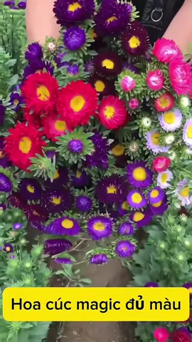 Mùa này trồng ngay những chậu cúc magic đẹp đủ màu đi ạ #hoacucmagic #hoadep #xuhuong #cucmagic #hoacuc #thiennhien #canhdep #yeuhoa 