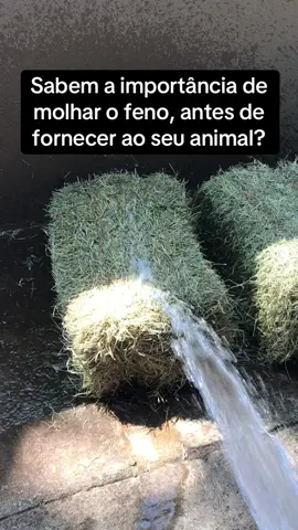 Essa atitude impede que seu animal aspire a poeira que fica retida no feno . Assim evita-se problemas pulmonares e oftálmicos.#dicas #feno #cavalo #tiktok #foryou #explorepage #fyyyyyyyyyyyyyyyy #abqm #abccmm #abcc #abcjpega #tifton 