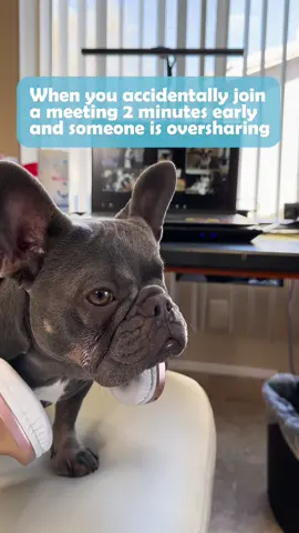 When the drama unfolds and you’re just trying to survive 😂 #WorkFromHome #workhumor #frenchiesoftiktok #dogsoftiktok #spillthetea #storytime 