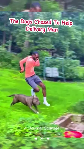 The dogs chased to help delivery man #satisfying #dogs #animals 