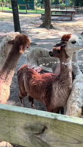 The alpacas favorite way to cool down in this heat #fyp #alpaca #alpacasoftiktok 