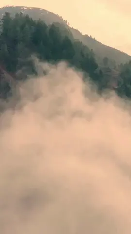 As florestas tropicais, conhecidas como os pulmões da Terra, são responsáveis por cerca de 20% do oxigênio que respiramos. Com sua densa vegetação, elas absorvem grandes quantidades de dióxido de carbono e liberam oxigênio, essencial para a vida. Mas as florestas não são apenas fábricas de ar; elas abrigam uma incrível diversidade de espécies, muitas ainda desconhecidas. Proteger essas florestas é crucial para manter o equilíbrio do nosso planeta e garantir o futuro de inúmeras formas de vida. Gostou dessas curiosidades? Me siga para mais. . . . . . #curiosidades  #viral  #dicas  #oxigeno  #florestaamazonica 