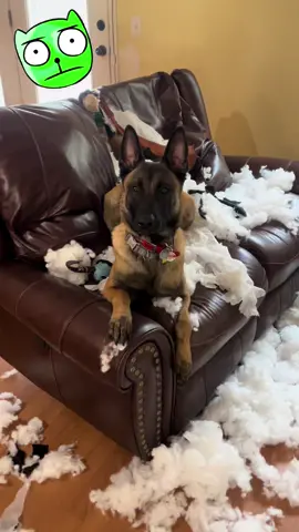 #destruction #foryoupage #belgianmalinois #malgator #workingdogsoftiktok #protectiondog #gage #gage2 #dogsoftiktok #malinois #belgianmalinoisoftiktok #stilllovehim 