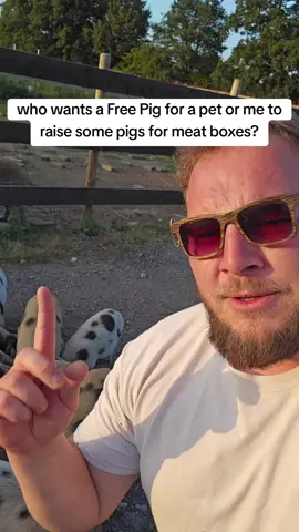who wants a Free pet pig and should I raise some for meat boxes? #farm #homestead #offgrid #offgridliving #farmlife  #offgridlife #pig #babypig 