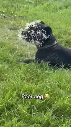 This poor pup, Brutus, was found with a face full of porcupine quills. He and another dog had been abandoned on the property after the family that owned them moved away. Fortunately, all of the quills have been removed, and Brutus and the other dog are available for adoption.  🎥 Paws Up Program via Storyful  #dog #dogs #dogsoftiktok #animals #cuteanimals #porcupine 
