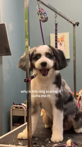 i quit bye #doggroomer 