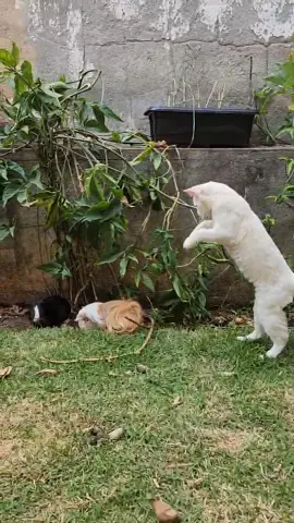 CONTEÚDO SENSIVEL 🔞! Veja momento exato que gato feroz ataca dupla de porquinhos da índia violentamente. #fy #fypシ #pet 