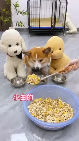 #dog#funny #trending #tiktok #viral #video #clip 