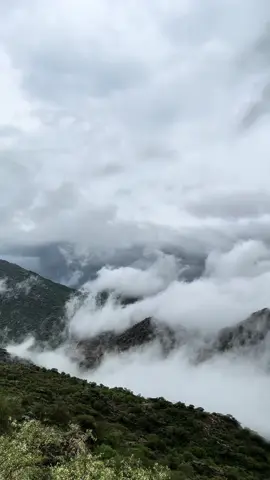 يحفها المطر ويحتضنها الضباب❤️‍🔥❤️‍🩹… #تصويري #سند_سحاري #تصميمي #نعشاو #سحار #اجواء_الجنوب #الديره #جازان #ضباب #مطر #اكسبلور #اغسطس 