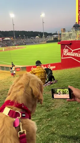 Squirrels > @Trash Pandas 🤭⚾️ #baseball #puppy #dognight #hotdog 