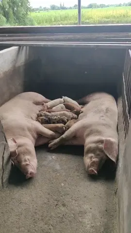 🐷:we're listless#piggy #relaxingvideos #satisfyingvideo #piggypiggy #pig #piggyspa #funny #pigbath #fypage #funnyvideos #interesting #relax #pigs #pov #relaxing 