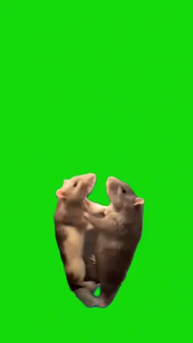 Rat Fight meme green screen capcut template #rat #rats #fight #fighting #boxing #greenscreenmemes #capcuttemplates #CapCut 