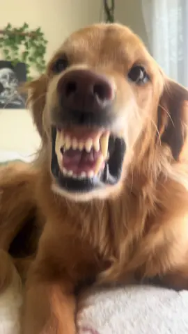 name a better smile. you cant 💅🏼 #goldenretriever #momlife #fyp #viral #dog #cheese #dogsoftiktok 