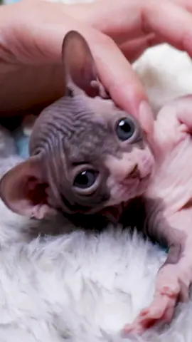 Can this little sweet pea capture your heart?❤️ #missmermaid #missmermaidcat #sphynx #sphynxcat #sphynxlovers #sphynxbaby #sphynxoftiktok #sphynxcats #sphynxkitten #cat #catsoftiktok #cats #catlover #cute #animals #pet #kitten #cfacatshow #tiktok