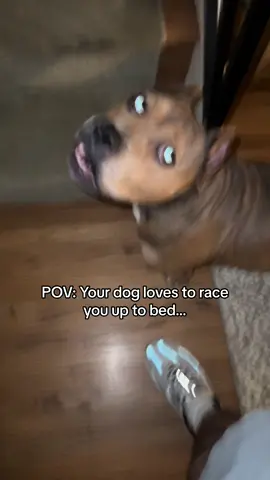 Chooch the cheater 😂  #fyp #eddienchooch #dogsoftiktok #pov #parati #viral #trending #lol #foryou #doglover 