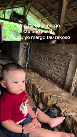 Bukan anak saya ‼️ #fyp #fypシ #jepara #jeparahits #peternakmuda #peternaksapiindonesia #baby 