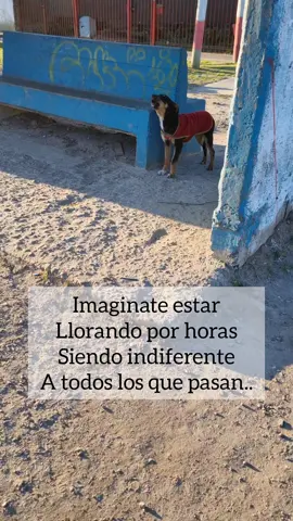 Pues cada vez que uno sale a la calle, vuelve con el alma destrozada por no poder salvar a todos 🥺🐾 #amor #perros #adoptanocompres 