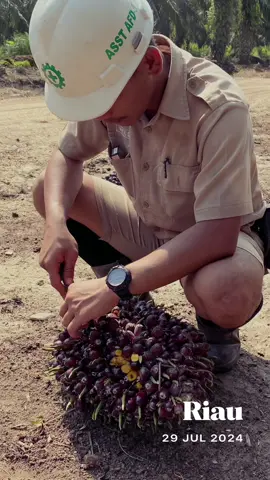 Hola Amigos #asistenkebunsawit #planters #sumateraplantationunit #sawitriau #sawitontiktok 