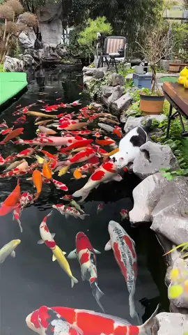 Nhanh như chớp #cakoinhatban  #dammecakoi  #cakoi  #cakoidep  #thiconghocakoi 