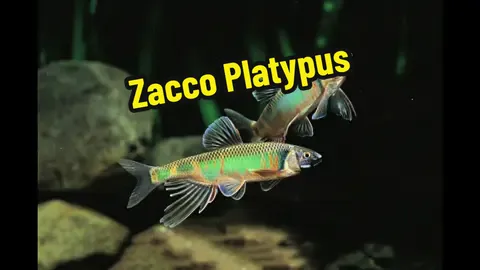 #zaccoplatypus #malaysiafishsop #klfishshop #malaysiaaquarium   