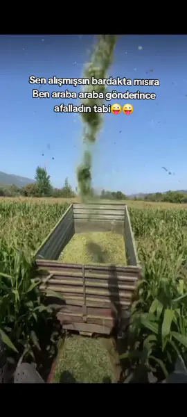#mısırbiçimi #mısırsilajı #caselil #şengönültarım🐄🐂 #genççiftçi #tarim #hayvancılık #keşfetedüş #kesfettiktok #keşfetteyizzz #beniöneçıkart #keşfet #keşfet #keşfet #keşfet 