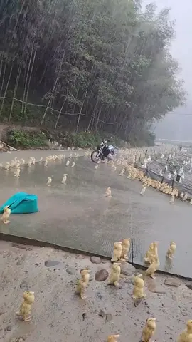 Para bebek terekam berdiri di tengah hujan.🦆💦 Via IG inzhejiang