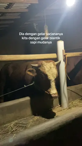 Rodok dredek🗿#blantiksapimuda #peternakmuda #bakolsapi #peternaksapiindonesia #fypシ 