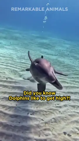 Dolphins Like to Get High #nationalgeographic #BBCearth #dolphincolour #remarkableanimals #fyp #DavidAttenborough #wildlife #documentary #naturedocumentary #discoverychannel #PBS #animalplanet #Science #wildlife #swimmingwithdolphins #seaworld #dolphinjumpingoutofwater #flippythedolphin 