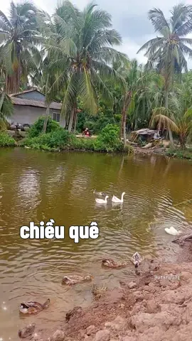 chiều quê bình yên#útkhoa71 #nhactrutinh #trutinhquehuong #tinhcam #danca #mientay #xứdừaquêtui🌴 #xuhuongtiktok 
