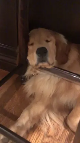 Living large 😴 #rentfree #goldenretriever #dogs #dogsoftiktok #funnydogvideos 