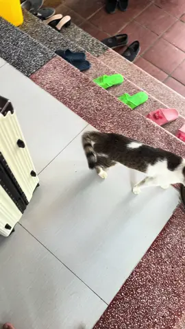 Có một câu nói rất hay => Ngày mà bạn quyết định nuôi thú cưng. Là bạn bắt đầu gieo một hạt giống lỗi buồn vào mình.😊