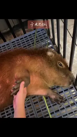 #卡皮巴拉 #水豚君 #愛護動物人人有責 