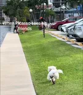 When Picasso sees his friends #puppytiktok #foryou #foryoupage #dog #dogsoftiktok #bichonnation #puppylove #dogfood #doglove #bichonfrisé #whitedogs 
