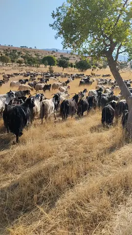 Siirt Pervari herekol Dağı 