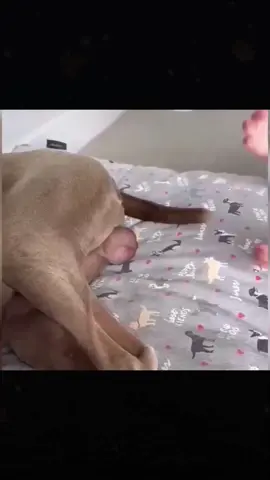 #funnyanimals #funnyvideos #pet #fyp #foryou 
