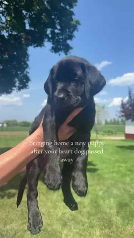 forever my girl. 🫶#greenscreenvideo #greenscreen #fyp #puppy #dog #puppies #blacklab #heartdog #petloss 