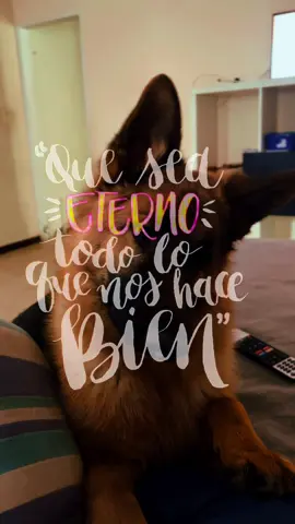 #Leo #perrostiktok #perrosfelices 