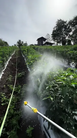 TETAP SEMANGAT PETANI MUDA🔥🔥 #storypetani #petani #lombok #petaniindonesia🇮🇩🇮🇩🇮🇩🌿🌿 #petanimilenial #petanimuda #cabai #petanicabai #cmk #cabaimerahkeriting #cabe #cabaimerah #aceh #takengon #ketol 