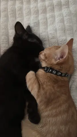 cuties || #fyp #foryou #cat #gingerkitten #kitten #realatable #gingercat 