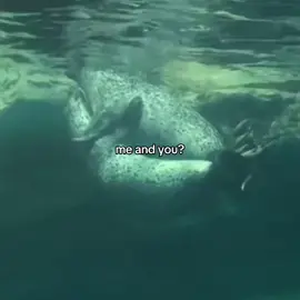USSS ^_^!! Were both seals #xzbcya #тюлень #seal #dailyseal #awesome #fypp 💓