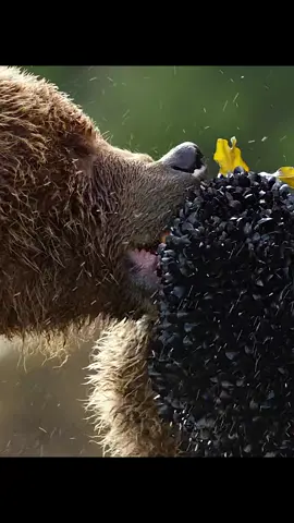 #amazinganimals #animalworld #natural #wildlifeoftiktok #foryoupage 