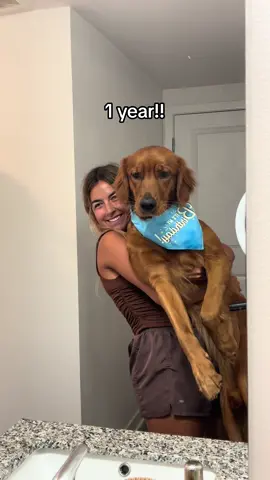 watch me grow from 8 weeks to 1 year!! #goldenretriever #dayinthelife #puppy #beachbumoakley 